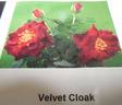 Velvet Cloak rose photo