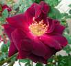 Velvet Cloak rose photo