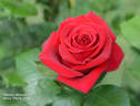 Marilyn Wellan (hybrid tea, Edwards rose photo