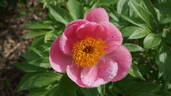 Roselete peony photo