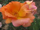 Lawrence Johnston rose photo