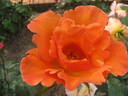 Lawrence Johnston rose photo