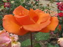 Lawrence Johnston rose photo