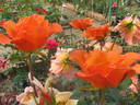 Lawrence Johnston rose photo