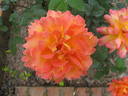 Nova Lux rose photo