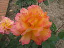 Nova Lux rose photo