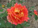 Papilio rose photo