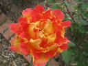 Papilio rose photo