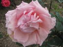 Principessa delle Rose rose photo