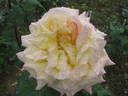Maristella rose photo