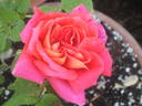 Catalònia rose photo