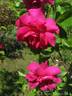 Reine Olga de Würtemberg rose photo
