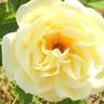Polar Express ™ rose photo