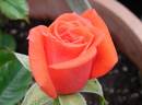 Work of Art ™ rose photo