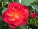 Dragon's Blood rose photo
