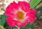 Cupid's Kisses rose photo