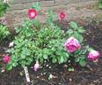 Caroline Hunt rose photo