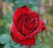 Oh My ! rose photo