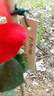 Fiamma rose photo