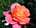 Psychedelic rose photo