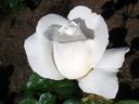 Anne de Kiev rose photo