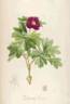 <i>P. daurica</i> Andrews peony photo