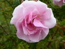Sweet Riley rose photo
