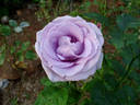 Bering Renaissance ™ rose photo