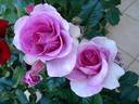 Lavande Parfumée rose photo