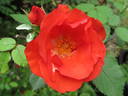Jim Lounsbery rose photo