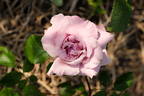 Danubio Azul rose photo