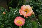 Coral Sunset peony photo