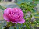 Lovely Fairy rose photo