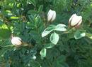 <i>Rosa hemisphaerica X Rosa gallica</i> rose photo