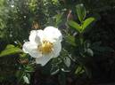 <i>Rosa hemisphaerica X Rosa gallica</i> rose photo