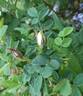 <i>Rosa hemisphaerica X Rosa gallica</i> rose photo