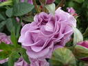 Terra Limburgia rose photo