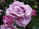 Terra Limburgia rose photo