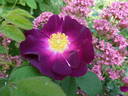 Merveille rose photo