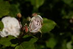 Quai Des Brumes rose photo