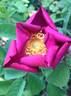 Spotless rose photo