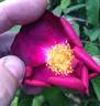 Spotless rose photo