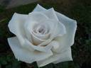 Janet Carnochan rose photo