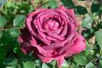 Saint Mary ™ rose photo