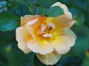 Apricot Queen rose photo