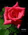 Duftstern rose photo