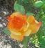 Wildfire rose photo