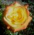 Wildfire rose photo