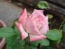 City of Alexandria rose photo