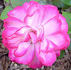 Alice Pat rose photo